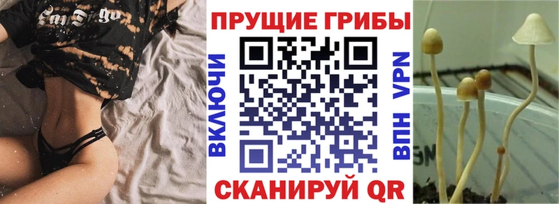 Галлюциногенные грибы MAGIC MUSHROOMS Купить закладки Новая Ладога